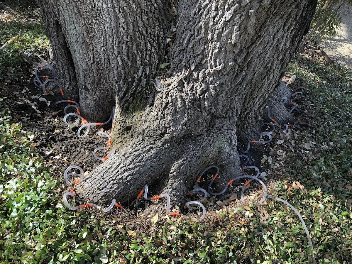 Detailed Tree Cabling and Bracing job site in East Chicago