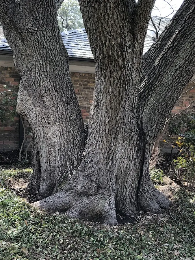 Mature heritage tree close to a East Chicago property cared for by certified arborists